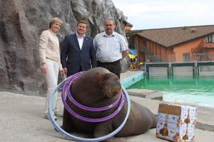 Коллектив Спецгазавтотранс поздравил спасенного моржа  с Днем рождения!