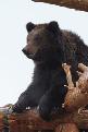 Бурые медведи ушли до весны в берлоги
