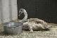 Зоопарк Удмуртии подарил новую жизнь белому лебедю