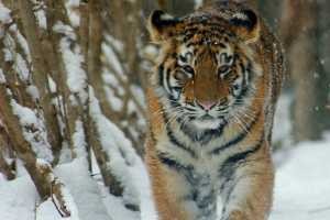 В Уссурийском заповеднике поселится амурский тигр