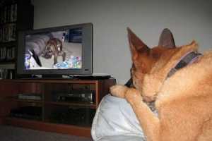 Любимые породы собак получат возможность смотреть собственный телеканал
