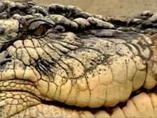 Умер самый длинный в мире крокодил