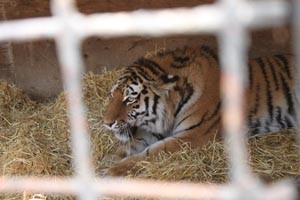 Жительница Зоопарка Удмуртии стала гражданкой Великобритании