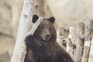 Вольер бурых медведей опустел до весны