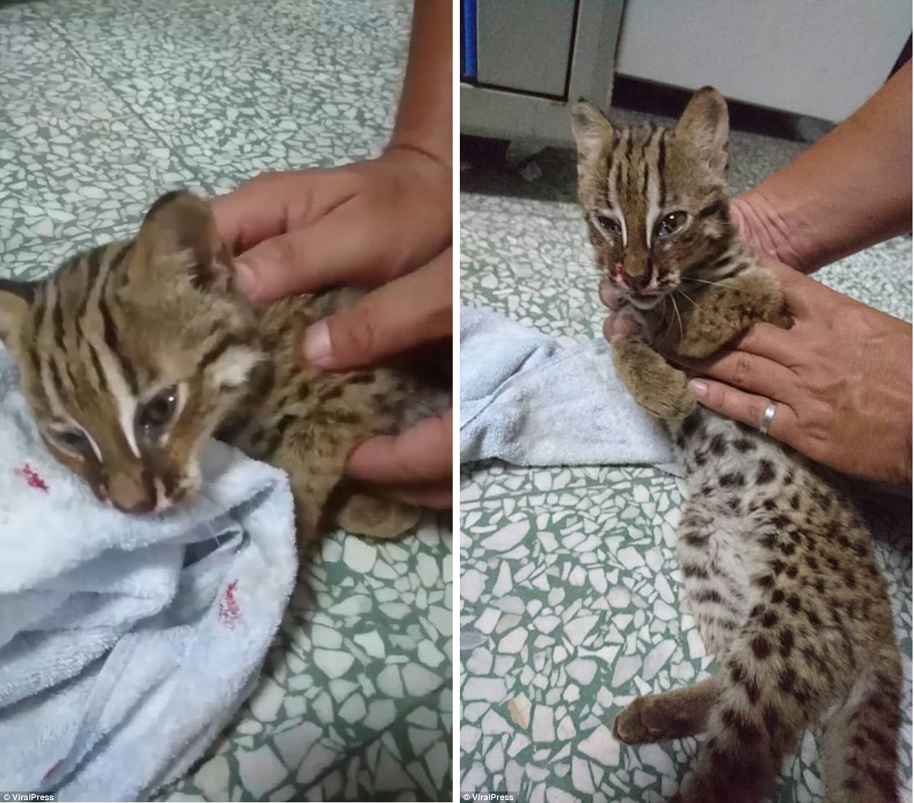 На Тайване полицейский спас и реанимировал очень редкую бенгальскую кошку »  udmzoo.ru